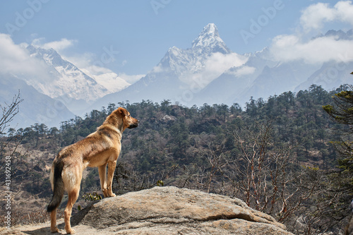 Dog with Nepalese mountains in the background