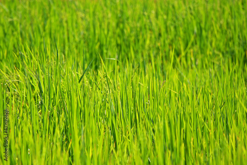 Background - Tall Grass Farm Green Leafs in Daytime
