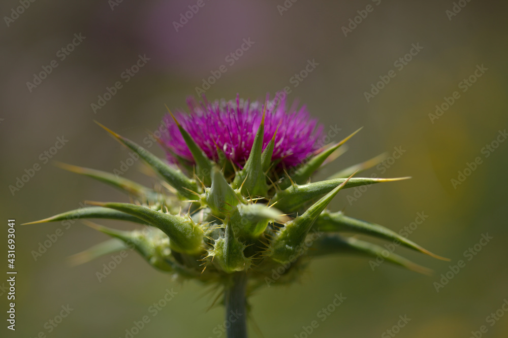 Flora of Gran Canaria - Silybum marianum, milk thistle natural macro floral background Flora of Gran Canaria - Silybum marianum, milk thistle natural macro floral background