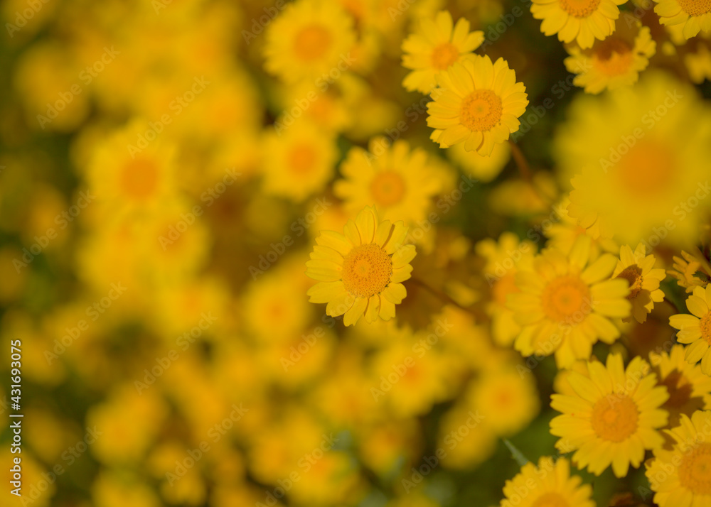 Flora of Gran Canaria - Coleostephus myconis, corn marigold isolated on black
Flora of Gran Canaria - Coleostephus myconis, corn marigold isolated on black