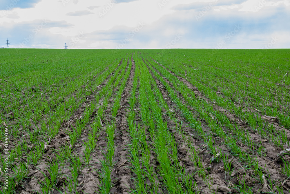 Green field of wheat