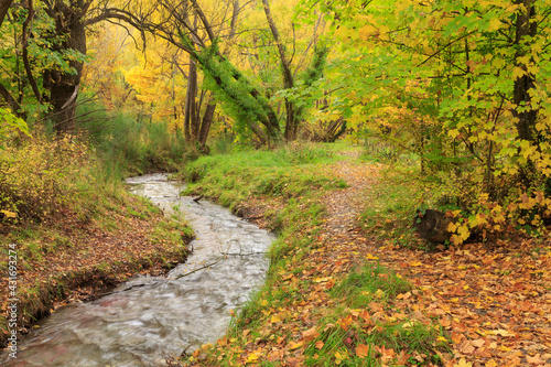 Wallpaper Mural A stream runs through an forest in autumn. Arrowtown, New Zealand Torontodigital.ca