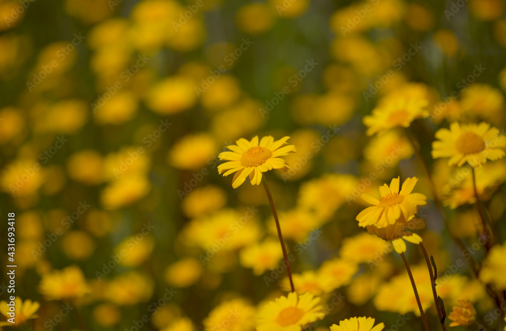 Flora of Gran Canaria - Coleostephus myconis, corn marigold Flora of Gran Canaria - Coleostephus myconis, corn marigold