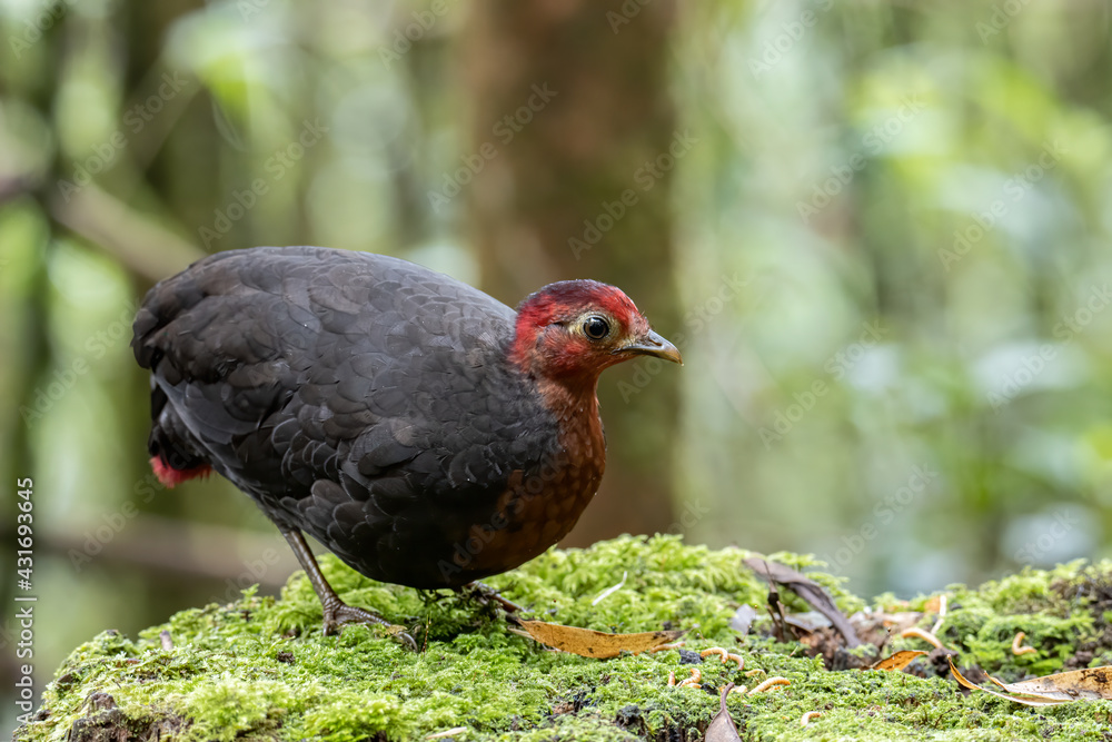 Nature wildlife bird of crimson-headed partridge on deep jungle rainforest, It is endemic to the island of Borneo Nature wildlife bird of crimson-headed partridge on deep jungle rainforest, It is endemic to the island of Borneo