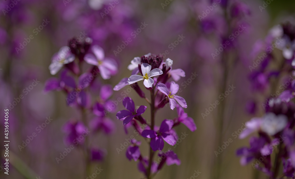 Flora of Gran Canaria - lilac flowers of crucifer plant Erysimum albescens, endemic to the island natural macro floral background
Flora of Gran Canaria - lilac flowers of crucifer plant Erysimum albescens, endemic to the island natural macro floral background