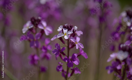 Flora of Gran Canaria - lilac flowers of crucifer plant Erysimum albescens, endemic to the island natural macro floral background 