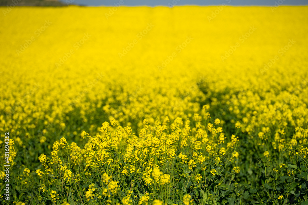 Yellow rapeseed fields in bloom in a sunny day Yellow rapeseed fields in bloom in a sunny day