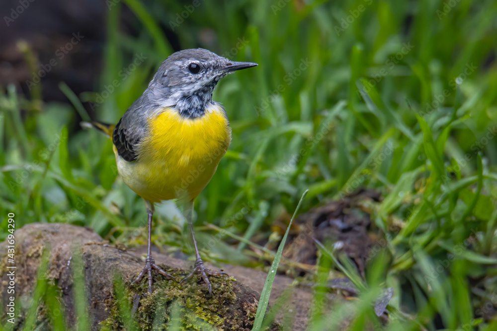 Fototapeta premium Nature wildlife image of Grey wagtail on nature deep jungle
