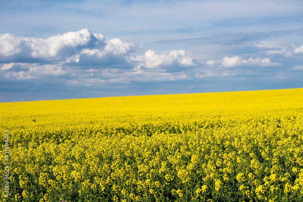 Yellow rapeseed fields in bloom in a sunny day