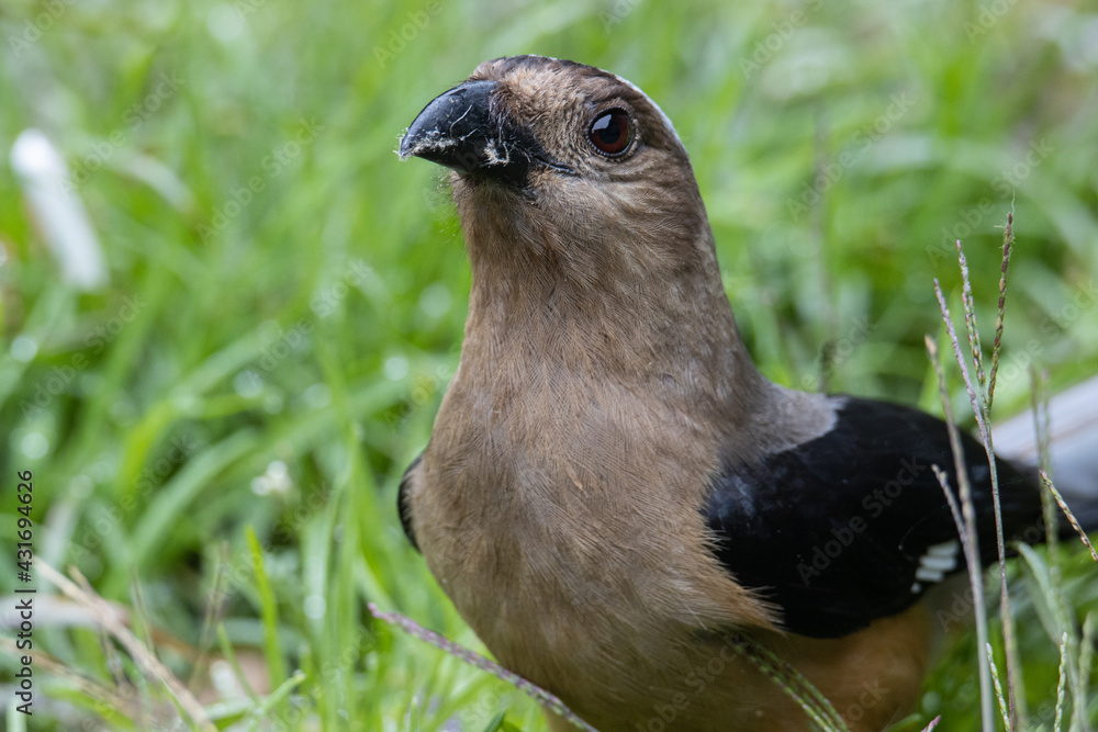 Fototapeta premium Nature wildlife image of beautiful huge bird of Bornean Treepie (Dendrocitta Cinerascen) known also endemic to Borneo Island