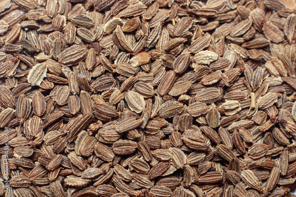 Macro photo of a close-up of carrot seeds. Planting in the garden and vegetable garden, horticulture and agriculture.