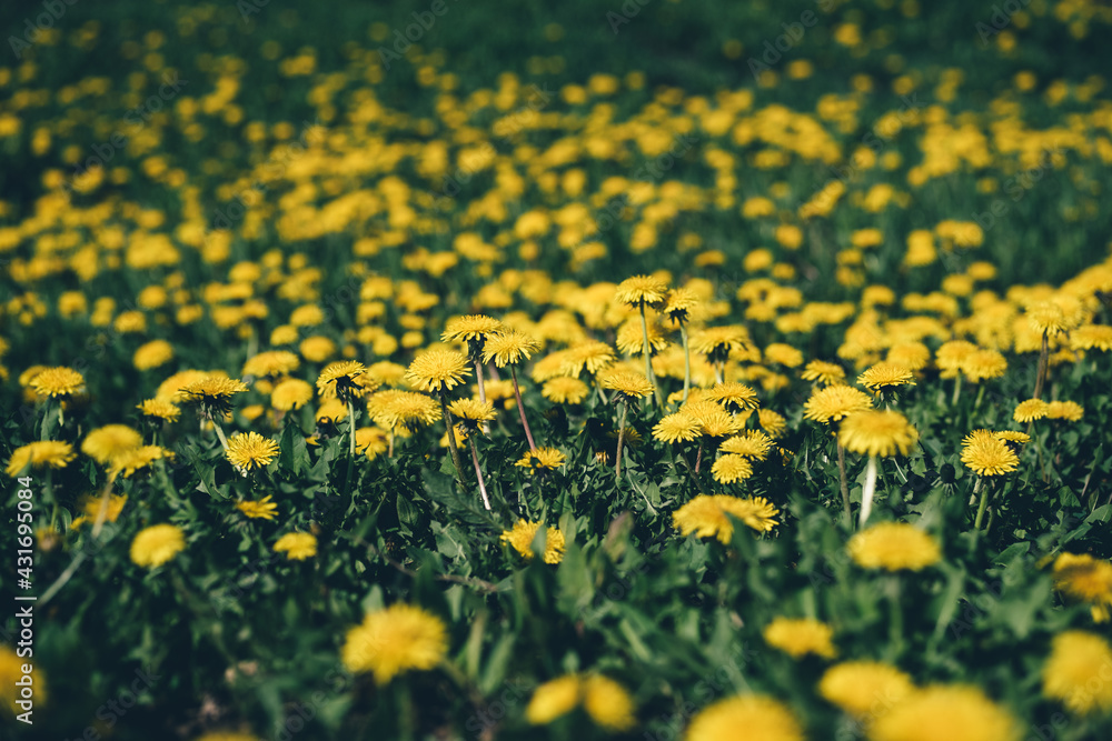 Fototapeta premium Young yellow spring dandelions