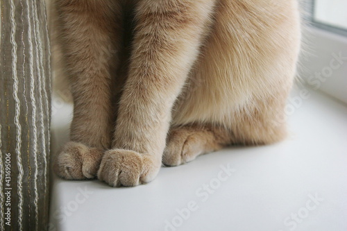 Paws of a red cat sitting on the windowsill close-up.