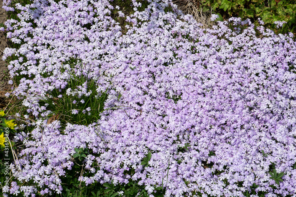 phlox in spring bloom with tiny light violet flowers in the meadow