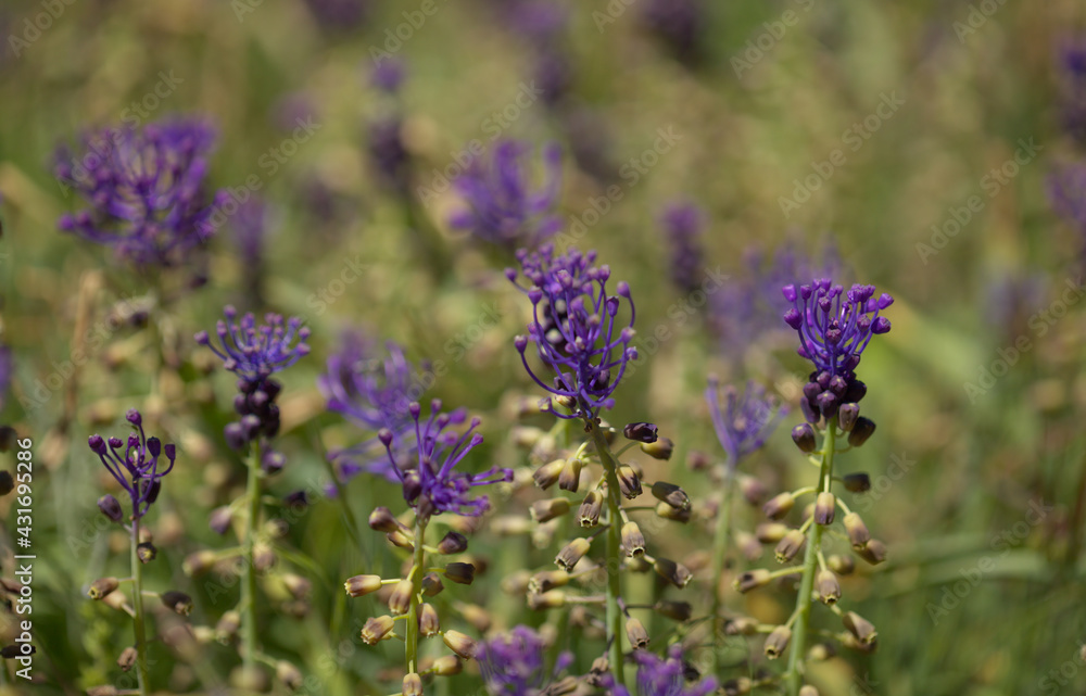Flora of Gran Canaria - Leopoldia comosa, tassel hyacinth natural macro floral background Flora of Gran Canaria - Leopoldia comosa, tassel hyacinth natural macro floral background