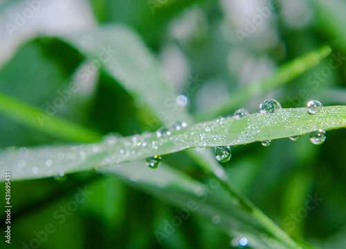 Dew drops on a green leaf. Close-up look.