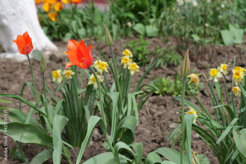 daffodils in the garden