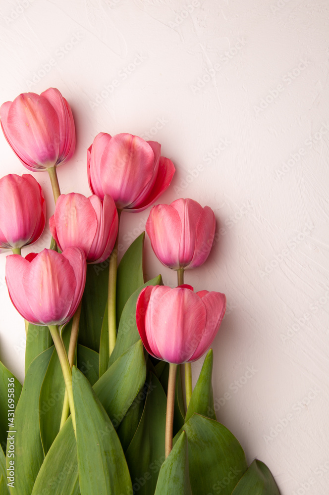Obraz premium pink tulips