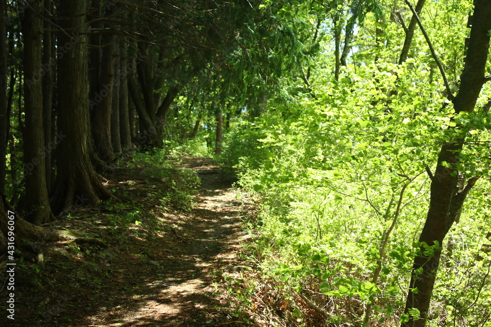 Obraz premium 太陽 樹木