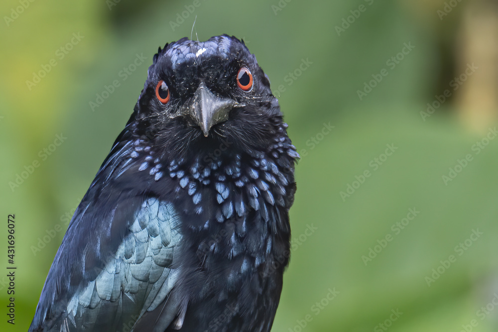 Fototapeta premium Nature wildlife image of Bronze Drongo bird (Dicrurus aeneus) on perch