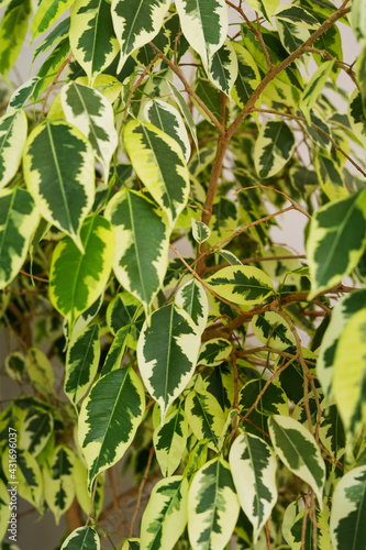Branches of variegated foliage of ficus Benjamin close-up.
