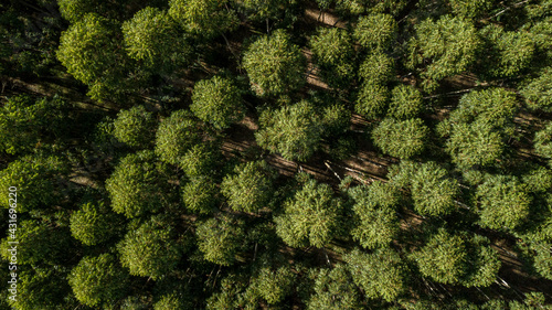 Aerial capture of eucalyptus plantations. Aerial capture with drone.