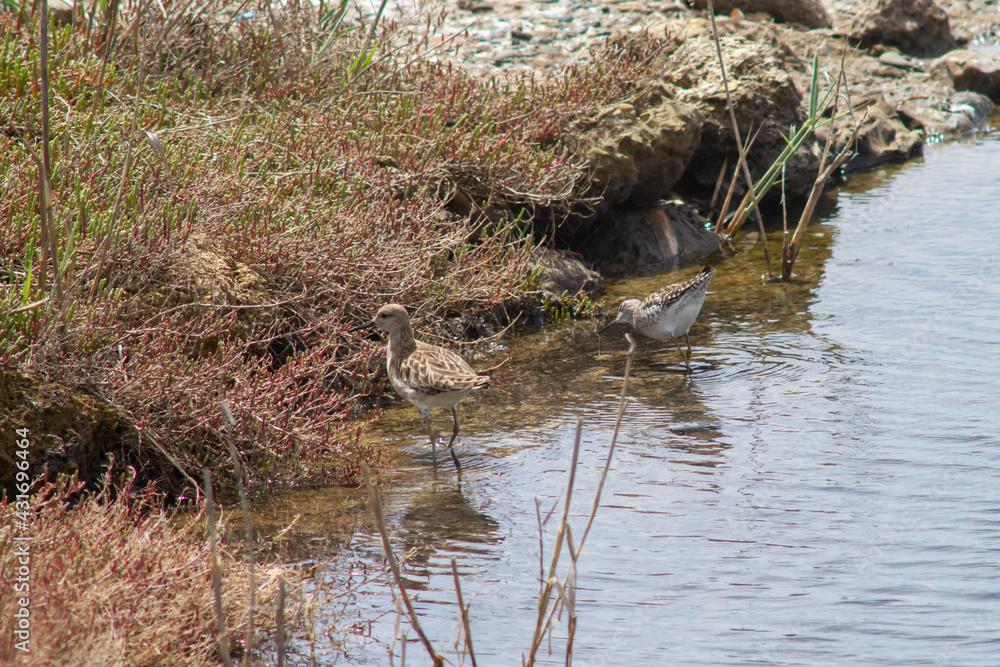 Obraz premium Mom and child of the pectoral sandpiper (Calidris melanotos) in Nucleo Carabinieri Biodiversity of the 