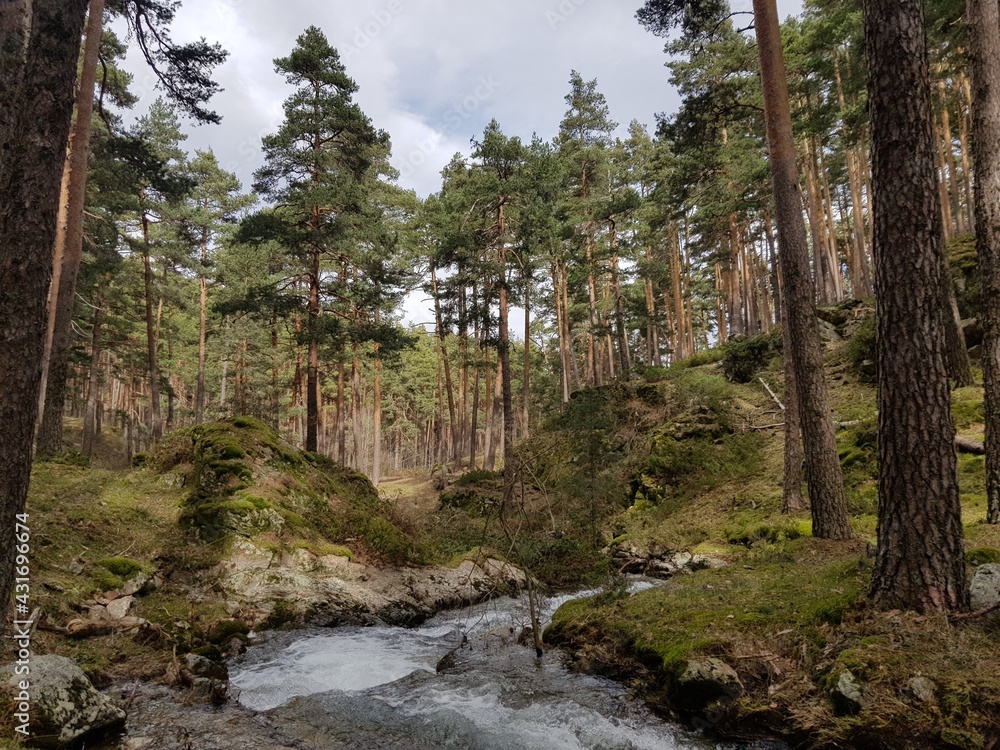 Obraz premium river in the forest