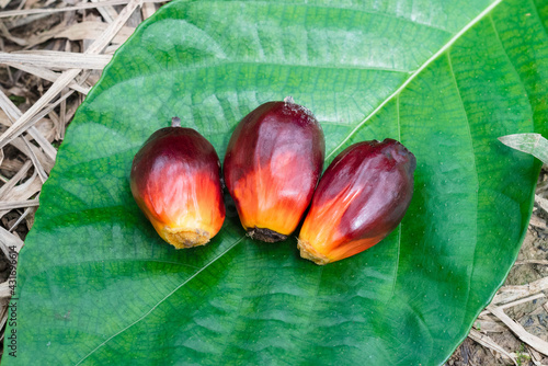 Oil palm fruits on a green leaf.