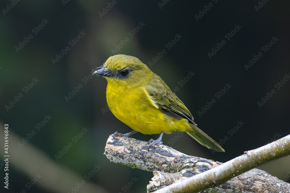 Obraz premium Nature wildlife bird Bornean whistler (Pachycephala hypoxantha), or Bornean mountain whistler perch on branch