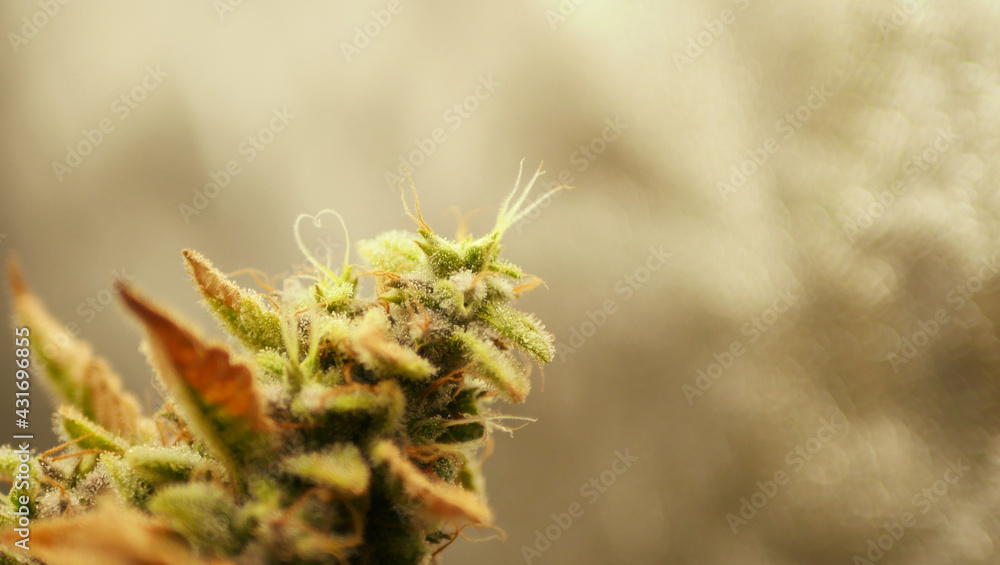 Cannabis bud heart-shaped strains. Valentines day concept banner. Copy space Cannabis bud heart-shaped strains. Valentines day concept banner. Copy space