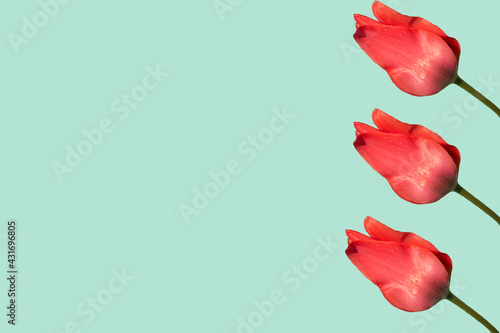 Isolated tulips collage on blue background. Copy space. Greeting card design 