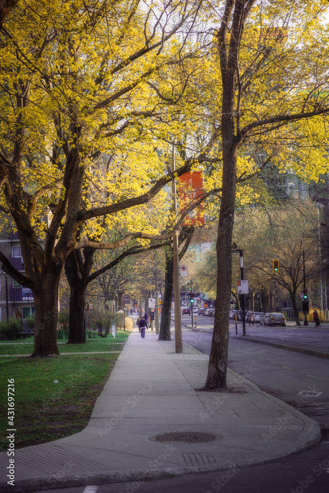 Yellow trees of Montreal Quebec