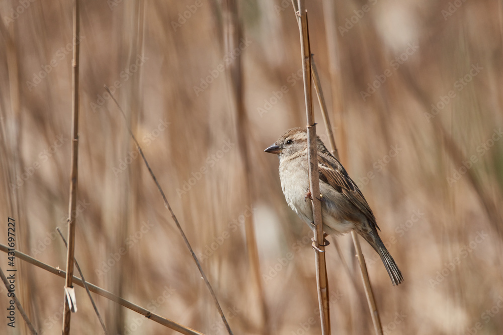 Naklejka premium Small bird in the high reeds
