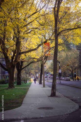 Yellow trees of Montreal Quebec