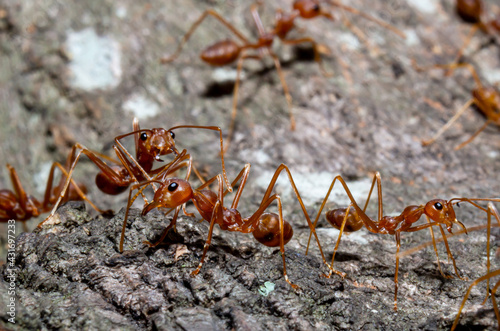 Close up small red ants on brown dry twig © SUKON
