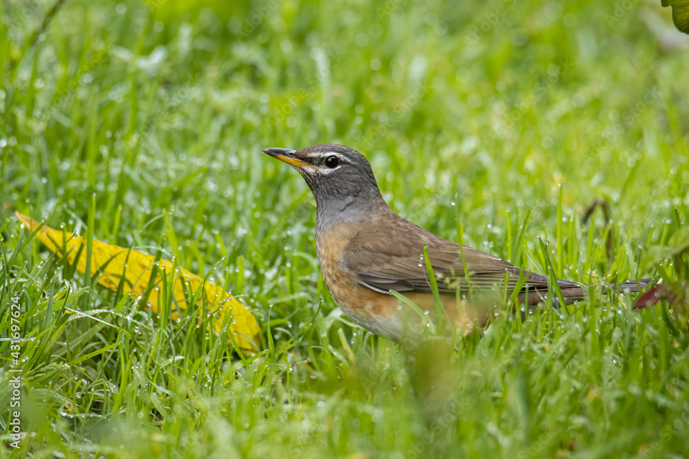 Nature wildlife image of Eyebrow thrush bird on nature jungle Nature wildlife image of Eyebrow thrush bird on nature jungle