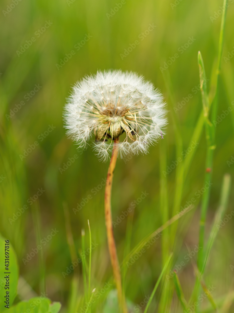 Closeup of a beautiful white dandelion in a green field of grass, Romania Closeup of a beautiful white dandelion in a green field of grass, Romania