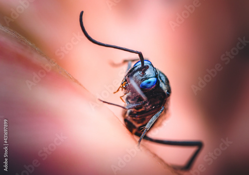 Closeup of a Blue-eyed Ensign Wasp photo