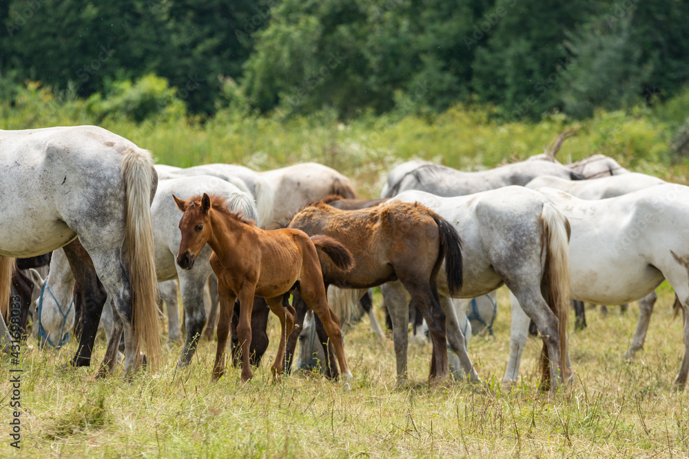 Beautiful Lipizzaner horses with their foals, stud farm, Sambata de jos, Fagaras, Romania