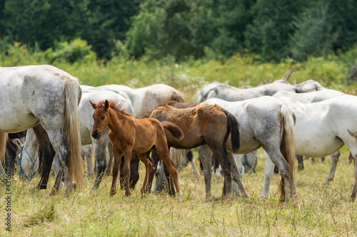 Vászonkép Beautiful Lipizzaner horses with their foals, stud farm, Sambata de jos, Fagaras