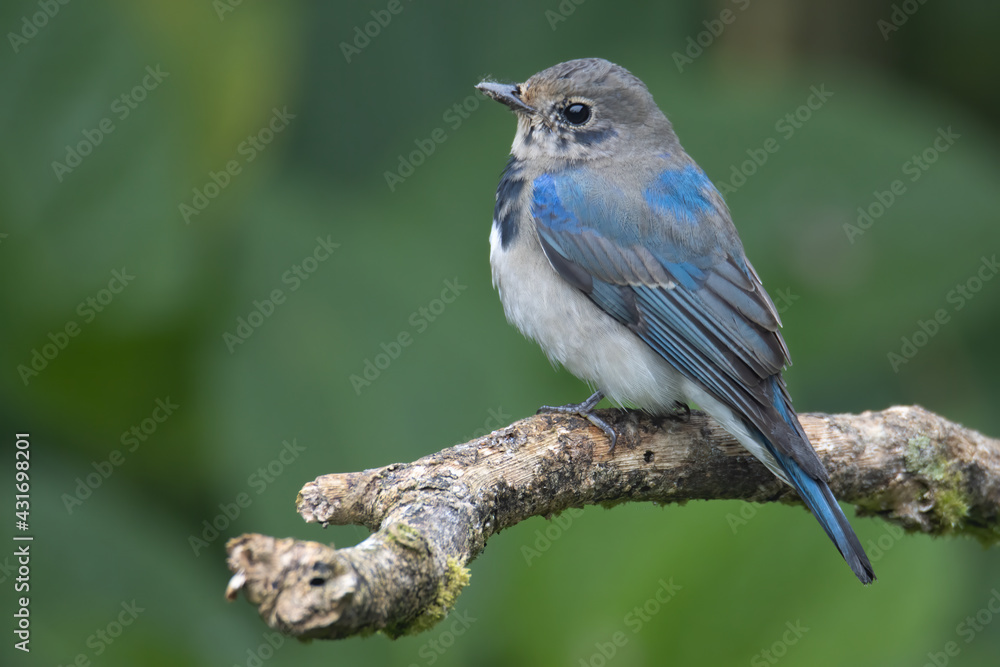 Juvenile Blue-and-white Flycatcher, Japanese Flycatcher male blue and white color perched on a tree Juvenile Blue-and-white Flycatcher, Japanese Flycatcher male blue and white color perched on a tree
