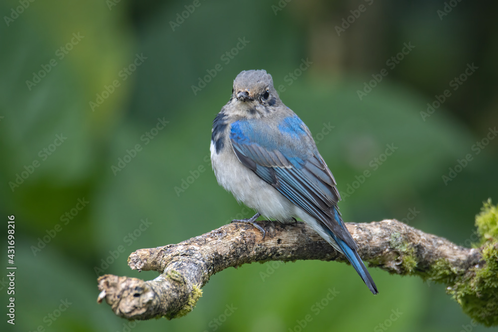 Juvenile Blue-and-white Flycatcher, Japanese Flycatcher male blue and white color perched on a tree