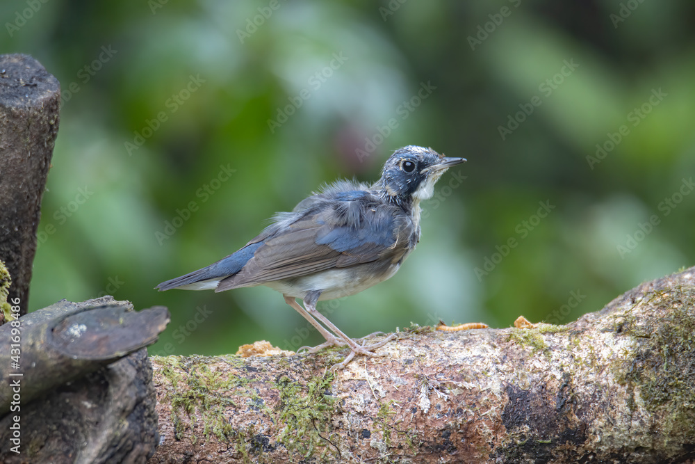 Obraz premium Juvenile Blue-and-white Flycatcher, Japanese Flycatcher male blue and white color perched on a tree