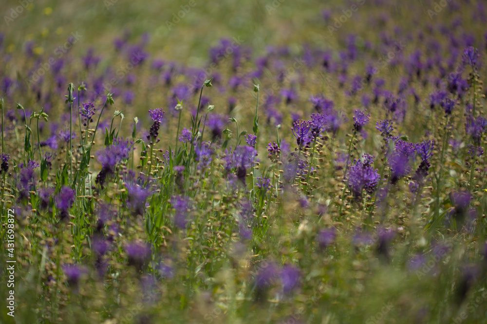 Fototapeta premium Flora of Gran Canaria - Leopoldia comosa, tassel hyacinth natural macro floral background 