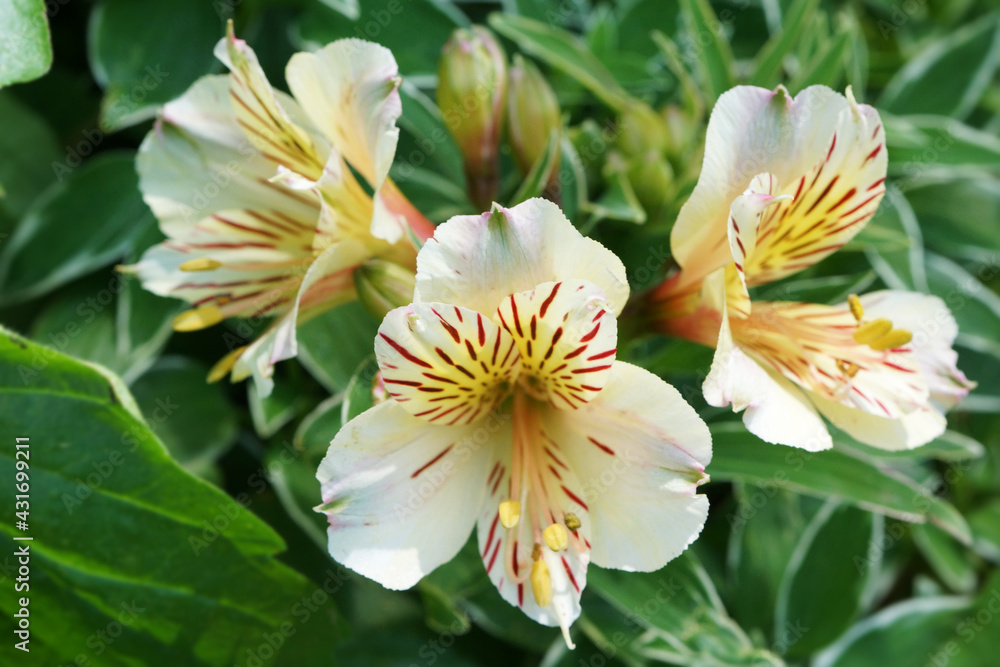 道端の花壇に咲くアルストロメリア Stock Photo Adobe Stock 道端の花壇に咲くアルストロメリア Stock Photo Adobe Stock