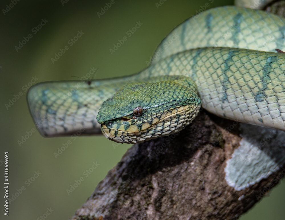 Obraz premium A very venomous and endemic snake Sabah Pit Viper Bornean Keeled Pit Vipe with nature green background