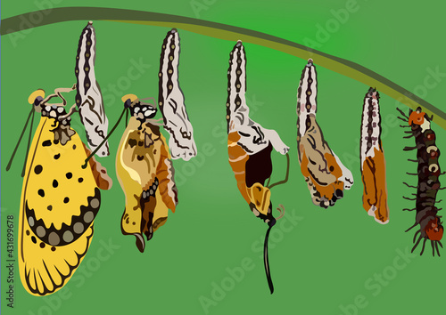 The doll turned into a butterfly, metamorphosis