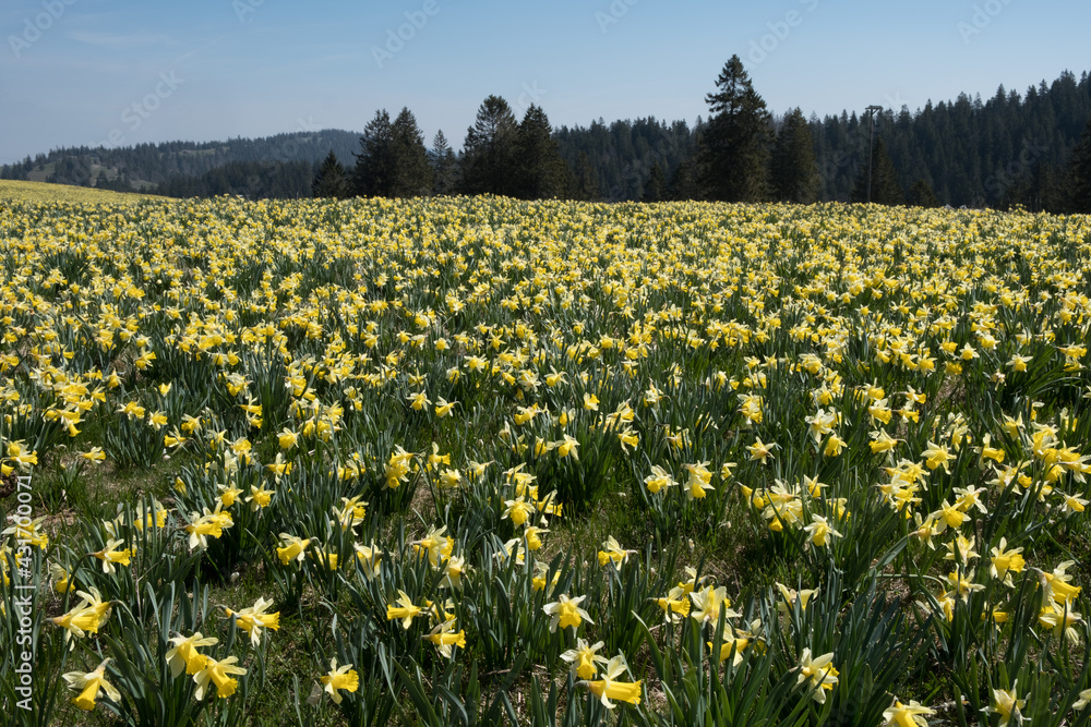 Yellow Daffodils flower field in the sunlight