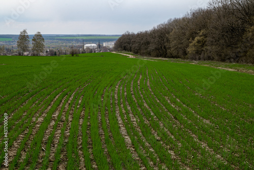 Rural landscape with wheat field, green spring field 